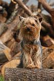 YORKSHIRE TERRIER 623